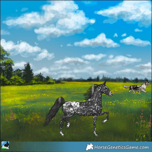 Horse Color:Black Appaloosa Rabicano 