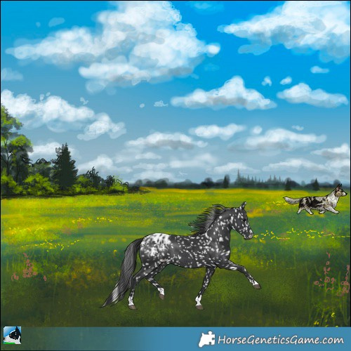 Horse Color:Black Blanket Rabicano