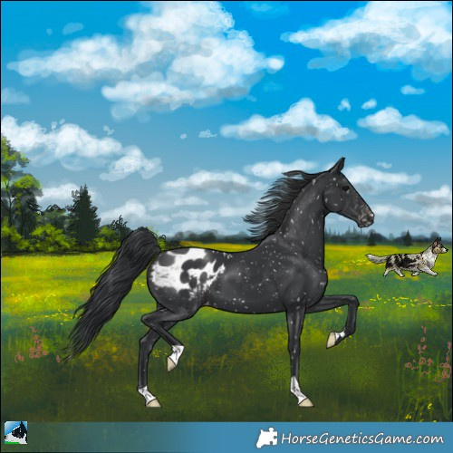 Horse Color:Black Appaloosa 