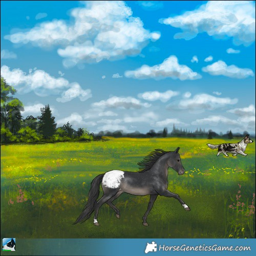 Horse Color:Black Snowcap Rabicano