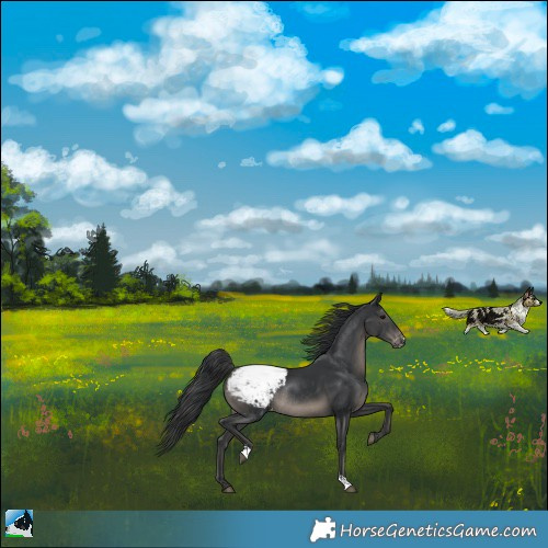 Horse Color:Black Appaloosa Rabicano 