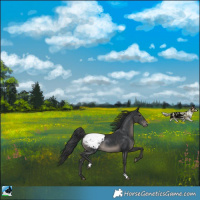 Horse Color:Black Appaloosa Rabicano 