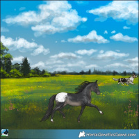 Horse Color:Black Snowcap Rabicano 