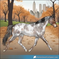 Horse Color:White Spotted Liver Red Roan 