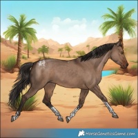 Horse Color:Powder White Liver Red Dun Tobiano