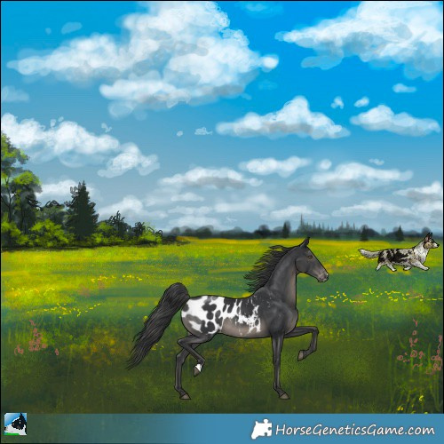 Horse Color:Black Mushroom Appaloosa Rabicano 