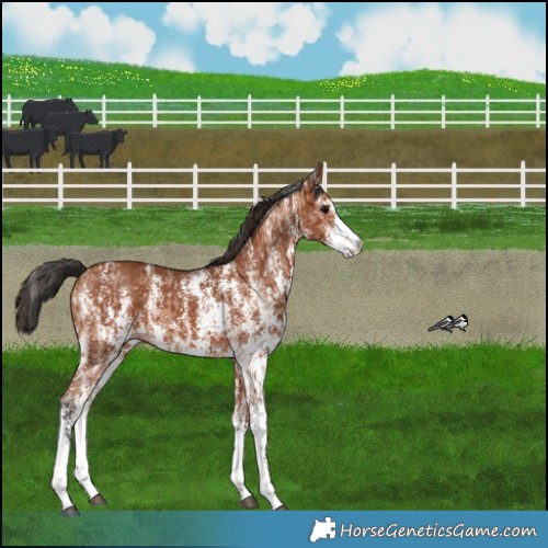 Horse Color:Bay Dun Sabino Rabicano  and Bay Sabino Rabicano 