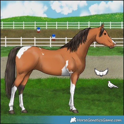 Horse Color:Bay Tobiano 