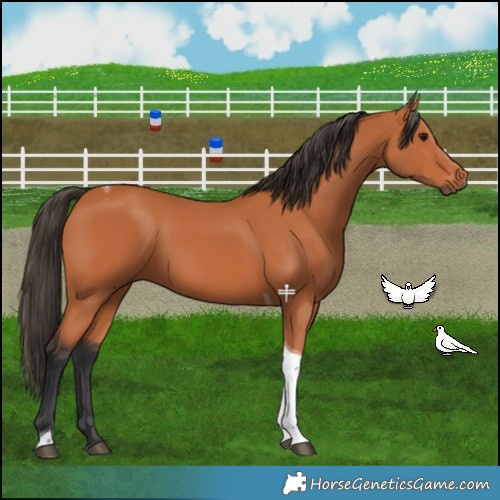 Horse Color:Bay Tobiano 