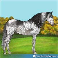 Horse Color:Gray Black Mushroom Splash Tobiano 