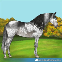 Horse Color:Gray Black Mushroom Splash Tobiano 