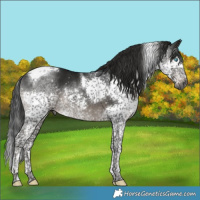 Horse Color:Gray Black Mushroom Splash Tobiano 