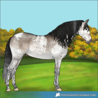 Horse Color:Gray Brown Dun Mushroom Splash Tobiano