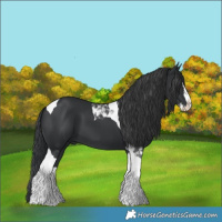 Horse Color:Black Splash Tobiano