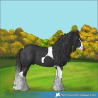 Horse Color:Black Splash Tobiano 