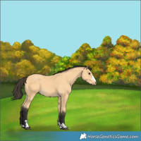 Horse Color:Buckskin