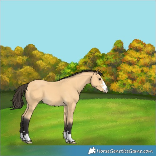 Horse Color:Buckskin 