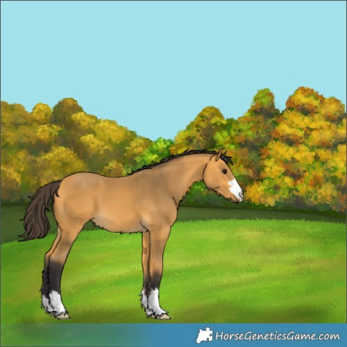 Horse Color:Buckskin 