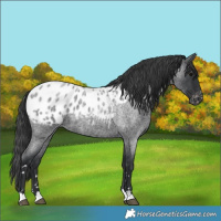 Horse Color:Blue Roan Blanket 