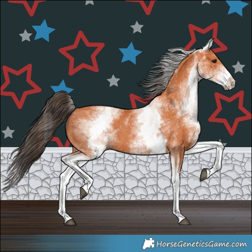 Horse Color:White Spotted Bay 