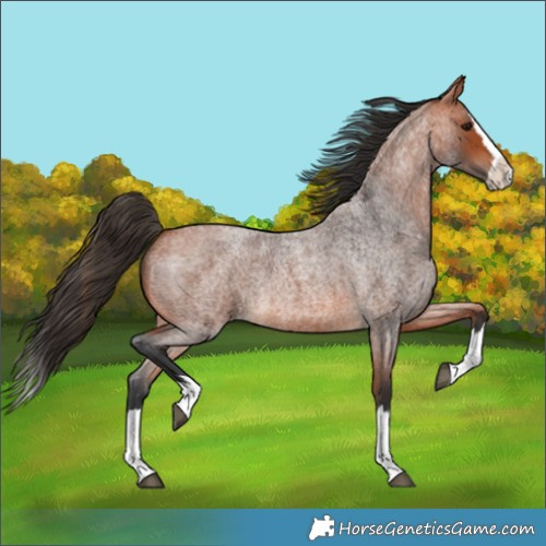 Horse Color:Bay Roan Splash 