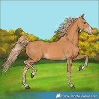 Horse Color:Chestnut Splash Frame 