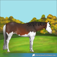 Horse Color:Brown Splash