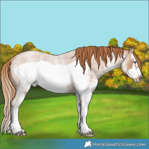 Horse Color:White Spotted Red Roan Splash Frame Rabicano 