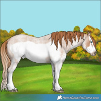 Horse Color:White Spotted Red Roan Splash Frame Rabicano