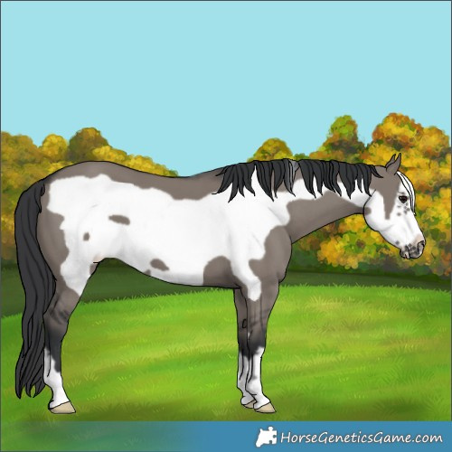 Horse Color:Grullo Frame 