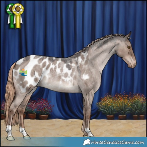 Horse Color:Liver Red Dun Roan Appaloosa