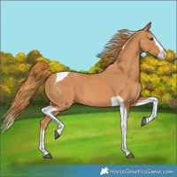 Horse Color:Chestnut Splash Tobiano 