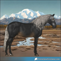 Horse Color:Gray Silver Buckskin 