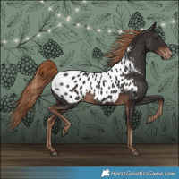 Horse Color:Liver Chestnut Appaloosa 