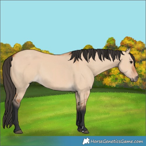 Horse Color:Bay Dun