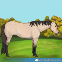 Horse Color:Bay Dun