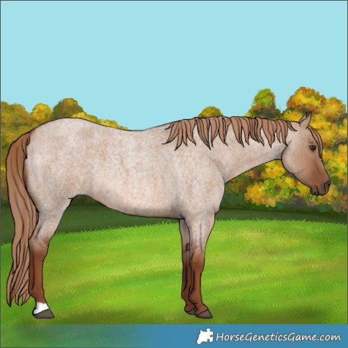 Horse Color:Red Dun Roan