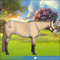 Horse Color:Buckskin Appaloosa 