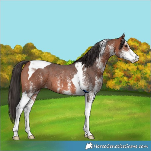 Horse Color:White Spotted Bay Tobiano Rabicano