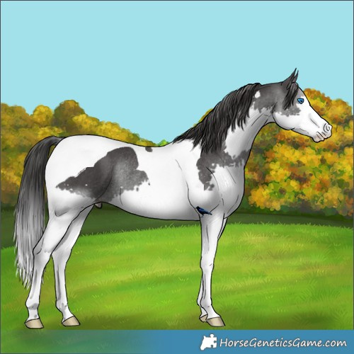 Horse Color:Black Splash Tobiano Rabicano 