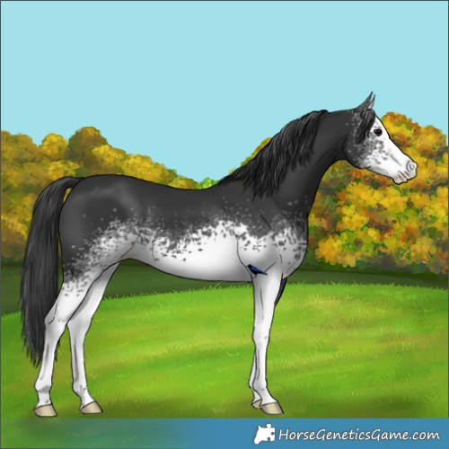 Horse Color:White Spotted Black