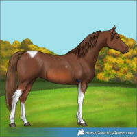Horse Color:Chestnut Tobiano Rabicano 