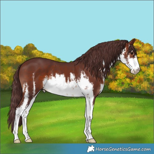 Horse Color:White Spotted Chocolate Brown