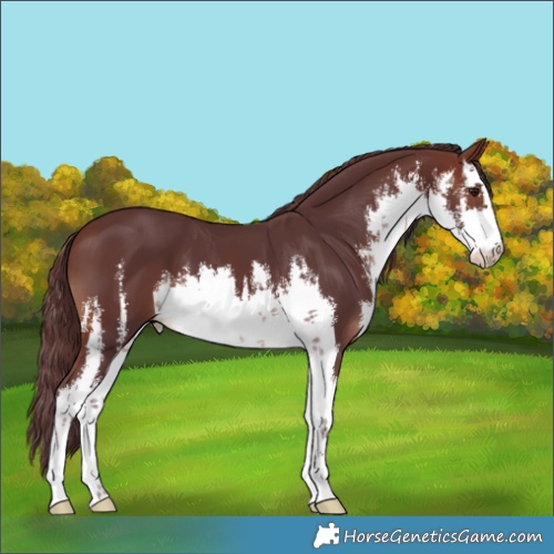 Horse Color:White Spotted Chocolate Brown 