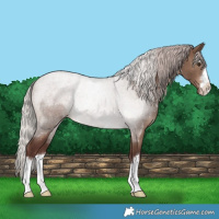 Horse Color:Chocolate Silver Brown Dun 