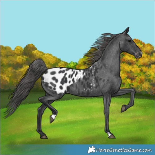 Horse Color:Black Appaloosa 