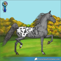 Horse Color:Black Blanket 