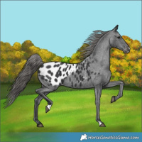 Horse Color:Black Appaloosa 