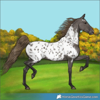 Horse Color:Smoky Grullo Near Leopard 