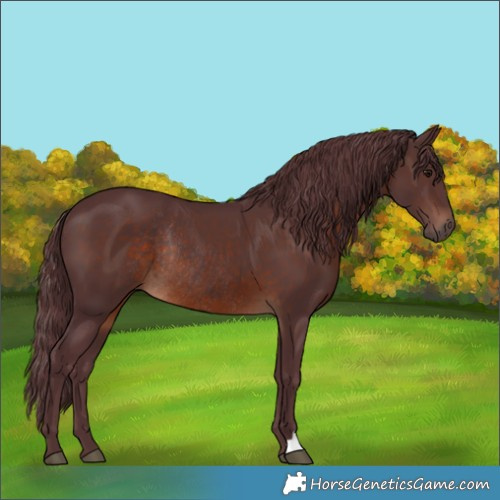Horse Color:Chocolate Brown Rabicano 